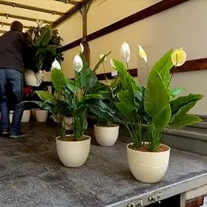 Упаковка и доставка саженцев по Люберцам и области