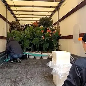 Качественная перевозка саженцев и кустов на Газели по Люберцам